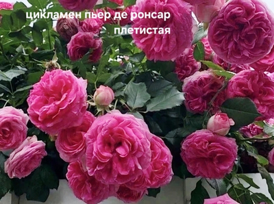 Саженцы роз плетистая ЦИКЛАМЕН ПЬЕР ДЕ РОНСАР