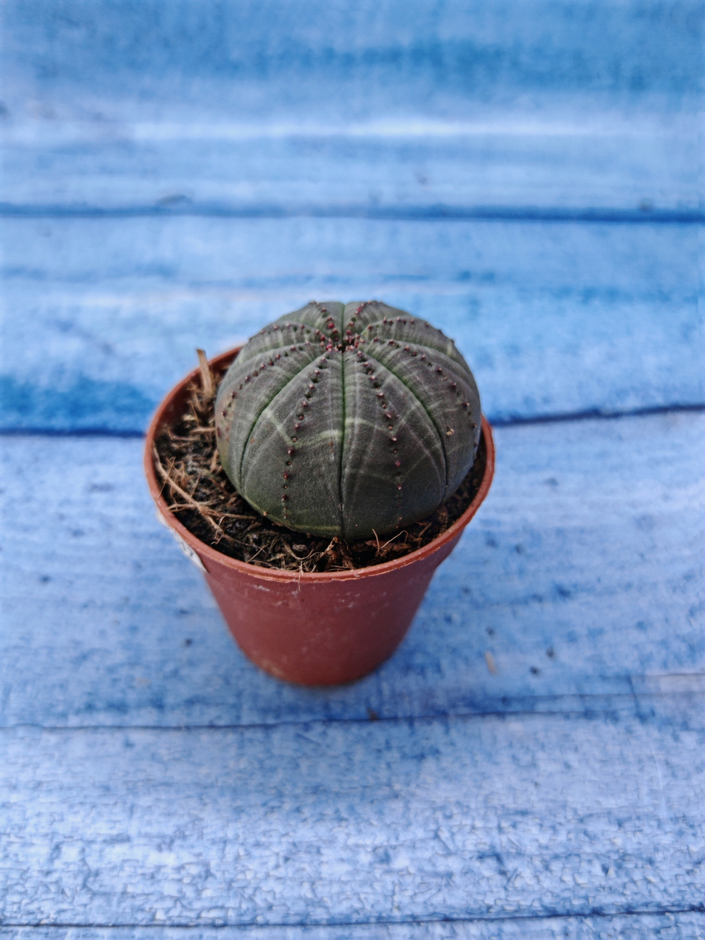 Euphorbia Obesa (Эуфорбия)