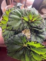 Бегония тигровая Бауэра свежий срез растения для укоренения 2листа 10-20 см