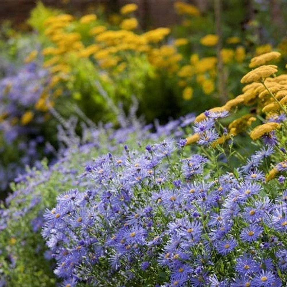 Астра фрикарта "Monch".  Aster frikartii "Monch".