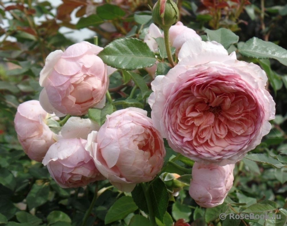 Питер Пауль Рубенс (Peter Paul Rubens)