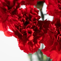 Bouquet of 15 red tulips