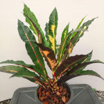 Кротон HANG KAI