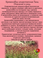 Кровохлёбка лекарственная Тана многолетняя