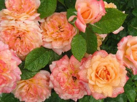 Самаритан (Samaritan)