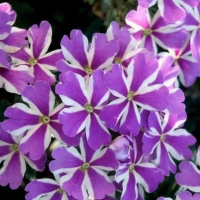 В7 Вербена Dream Blue Star