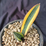 Сансевиерия HALLII BLUE BAT VAR