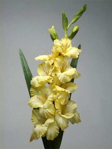 Гладиолус желтый