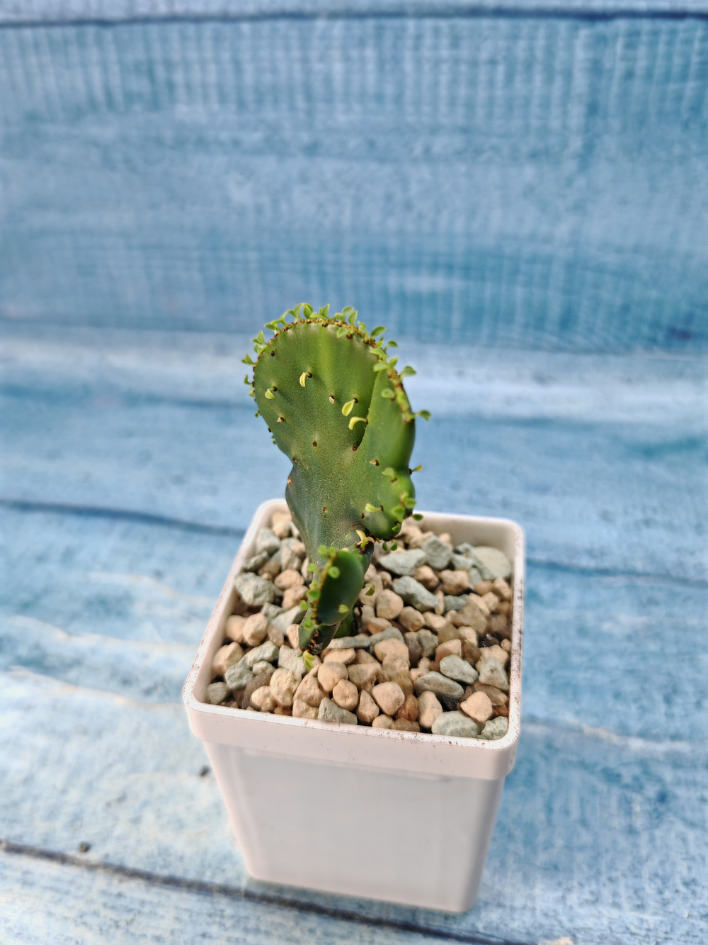 Euphorbia Leucodendron cristata (Эуфорбия)