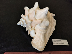 Стромбус Гигас "230-250мм"