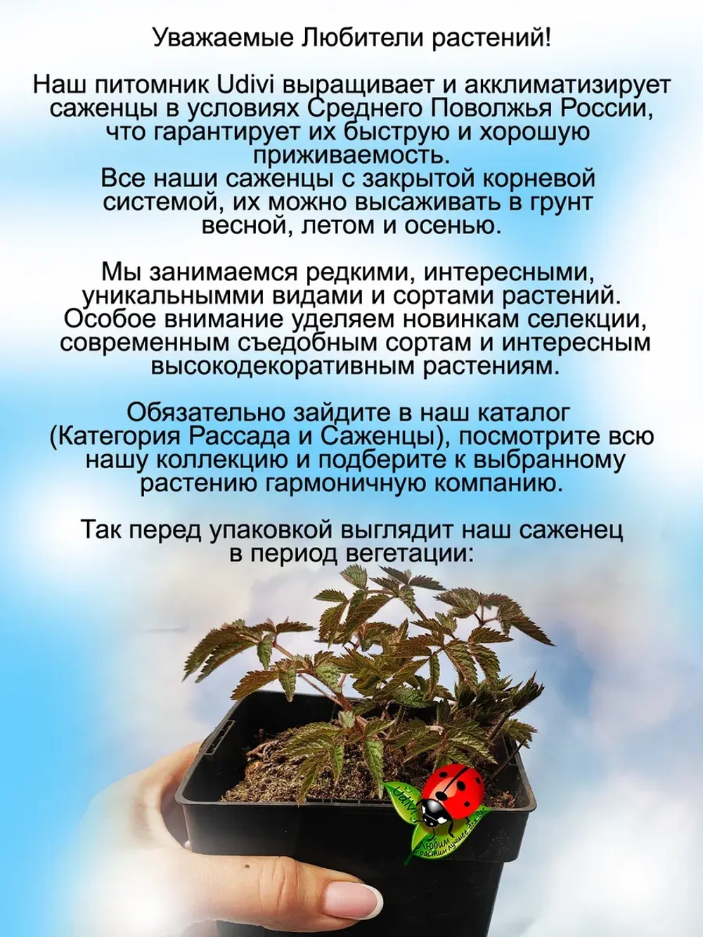 Астильба Сестра Тереза
