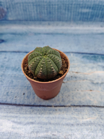 Euphoria Obesa (Эуфорбия)