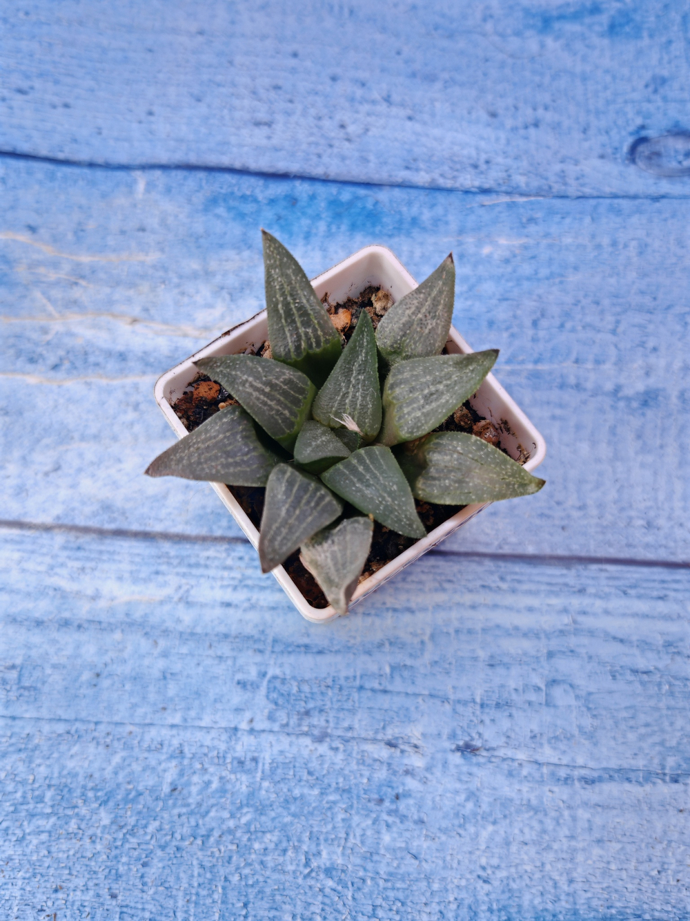 Haworthia Comptoniana hybrid (Хавортия)
