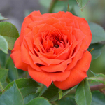 Роза спрей Orange Baby