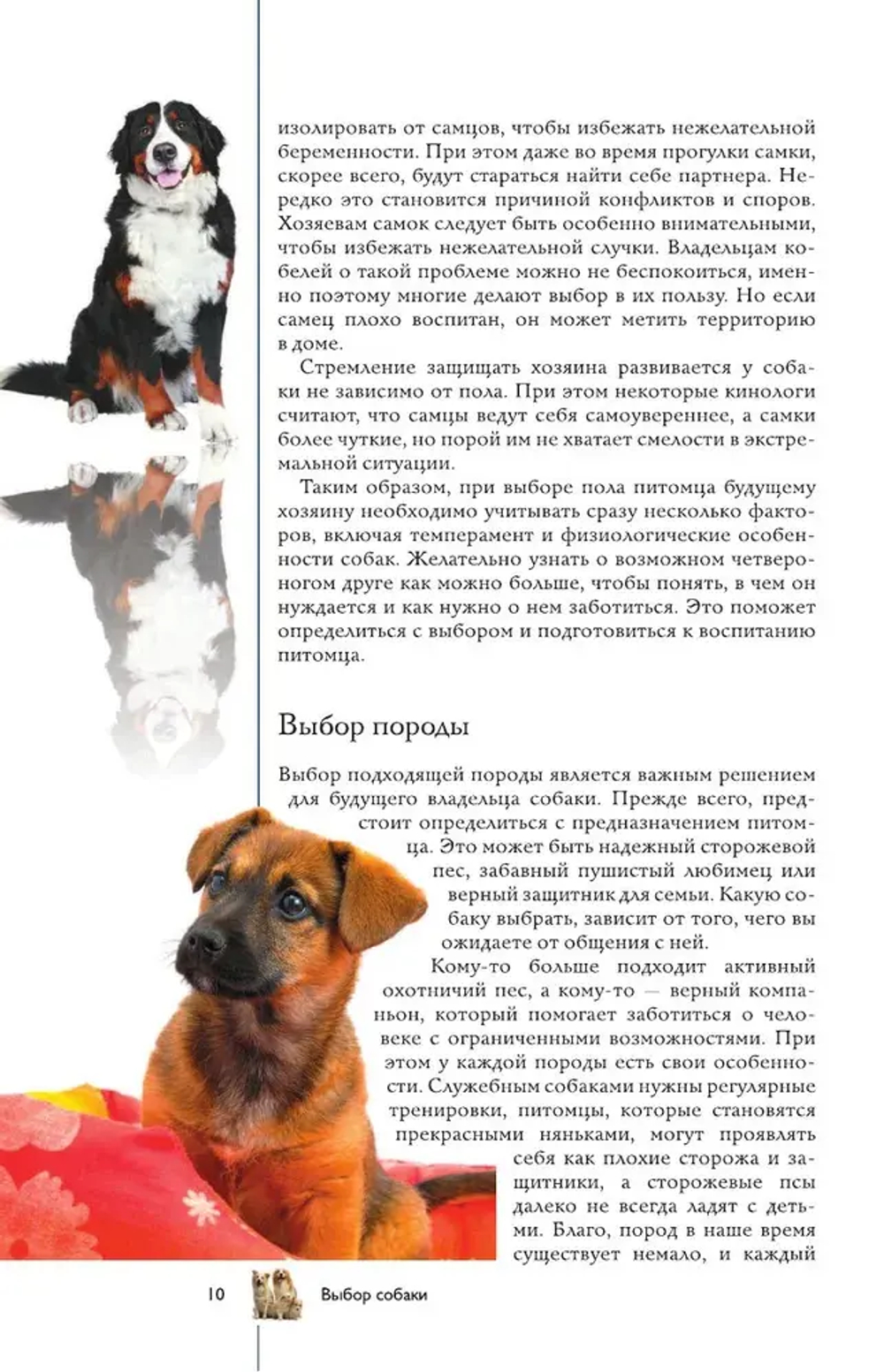 Собаки. Популярный иллюстрированный гид