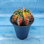 Gymnocalycium Variegata (Гимнокалициум Вариегатный)