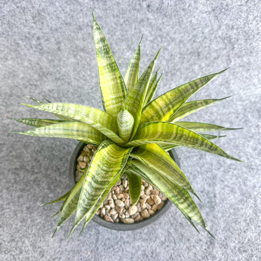 Сансевиерия CHAIYO VAR s.L