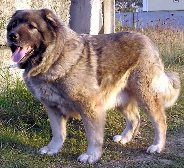 Кавказская овчарка