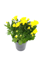 Хризантема, диаметр 12 (цвета - розовый, желтый, бордовый)