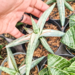 Сансевиерия SILVERCLONE