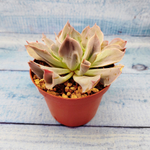Echeveria Trumpet Pinky (Эхеверия)