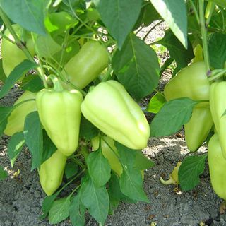 Перец сладкий Лотта F1 1000 (семян)