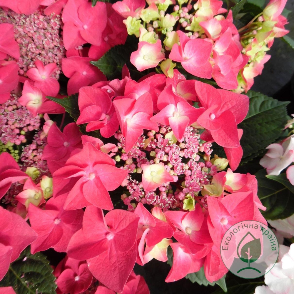 Flame Hot Pink'/ Флэйм Хот Пинк (Стандарт поставки Р9)2025г.