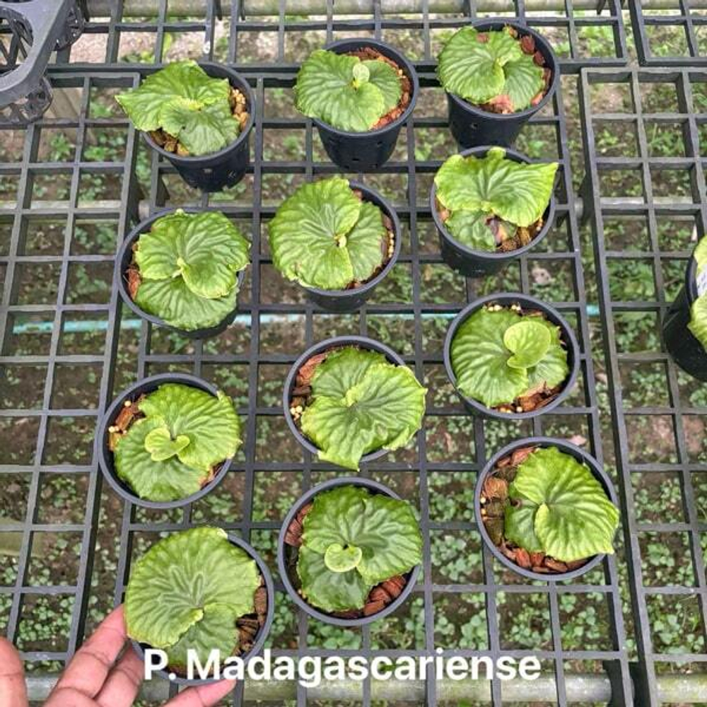 Платицериум P.MADAGASCARIENSE (P140)