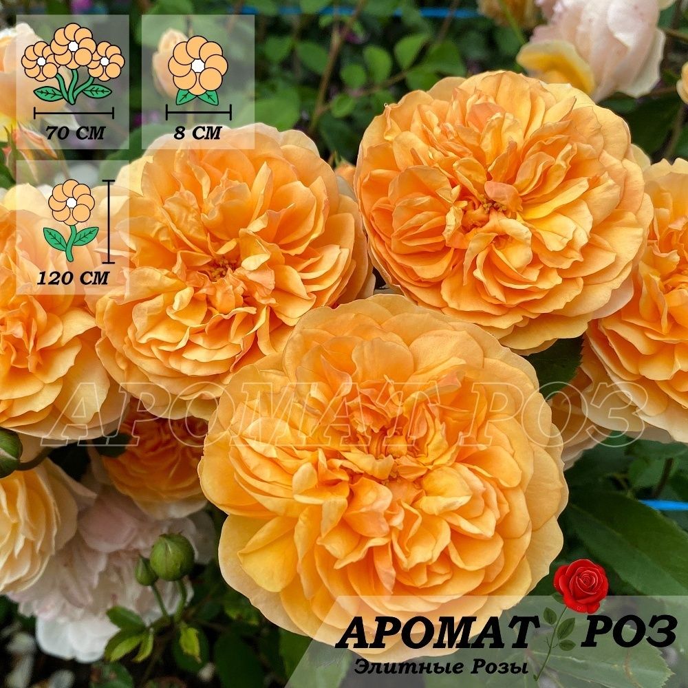 Порт Санлайт (Port Sunlight)