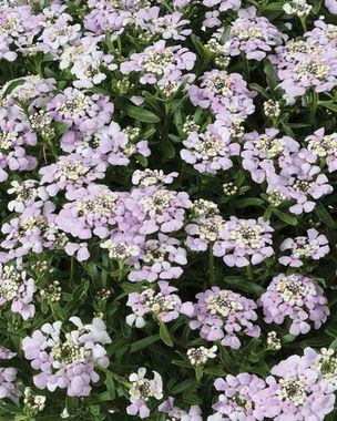 3791 Иберис FIRST FLUSH LAVENDER (ВЕСНА 2025)
