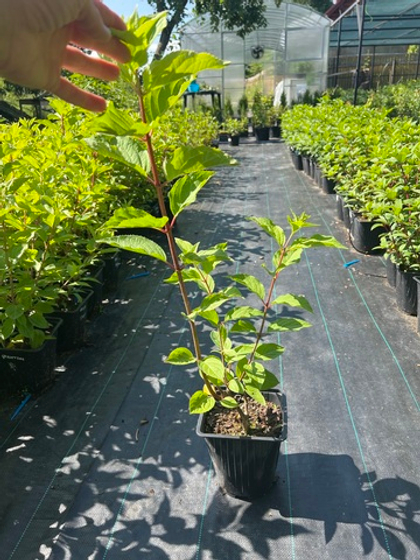 Гортензия метельчатая Phantom