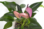Антуриум Андреанум Зизу / Anthurium Zizou