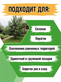 Сосна обыкновенная рассада и саженцы хвойных деревьев