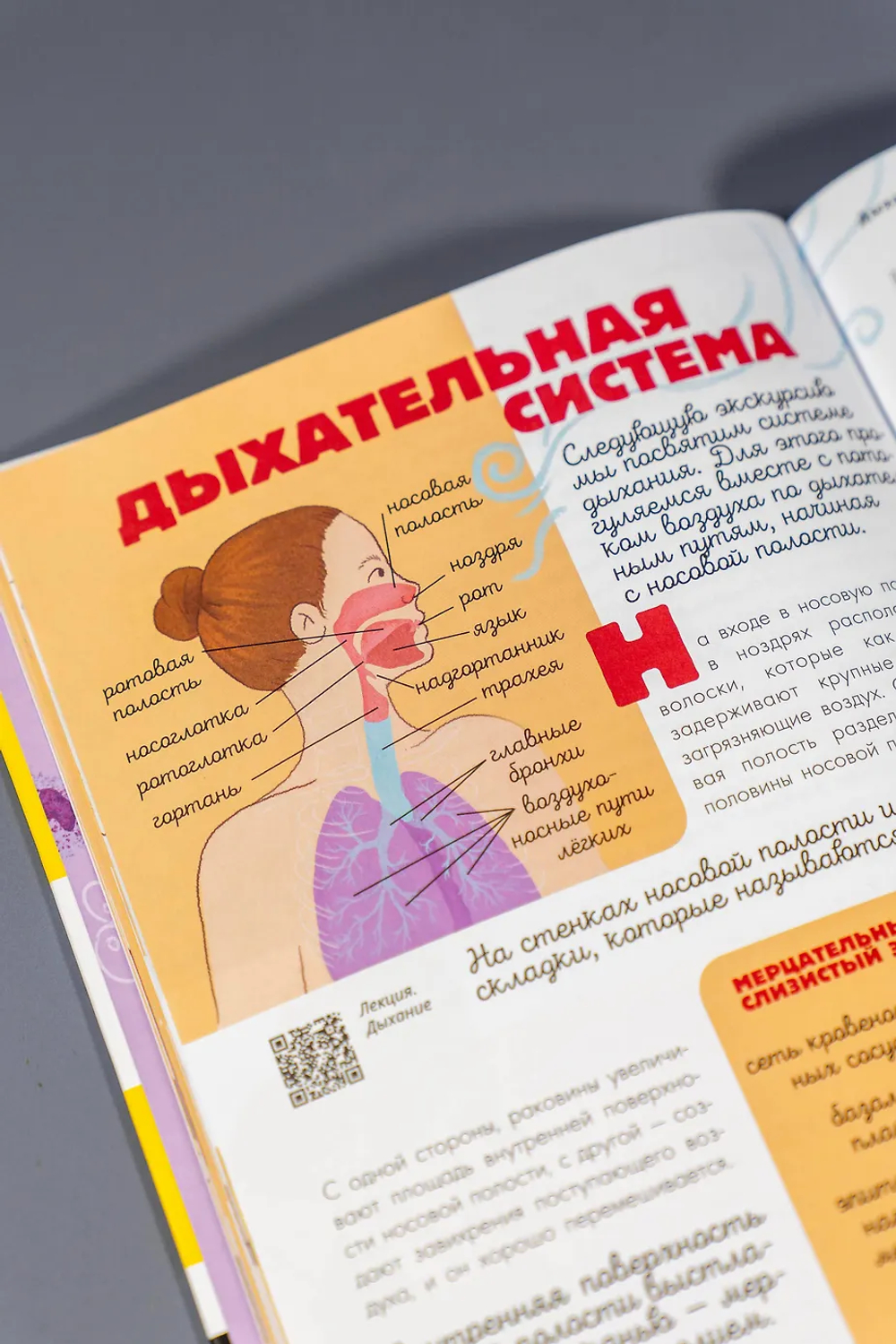 Человек. Исследуем тело и мозг человека
