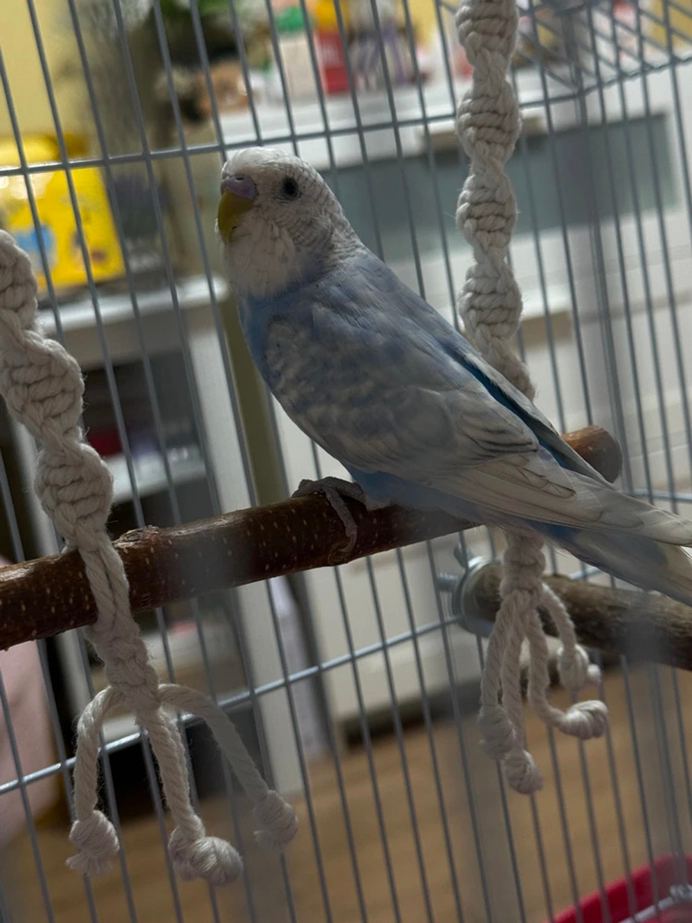 Качели для птиц белые