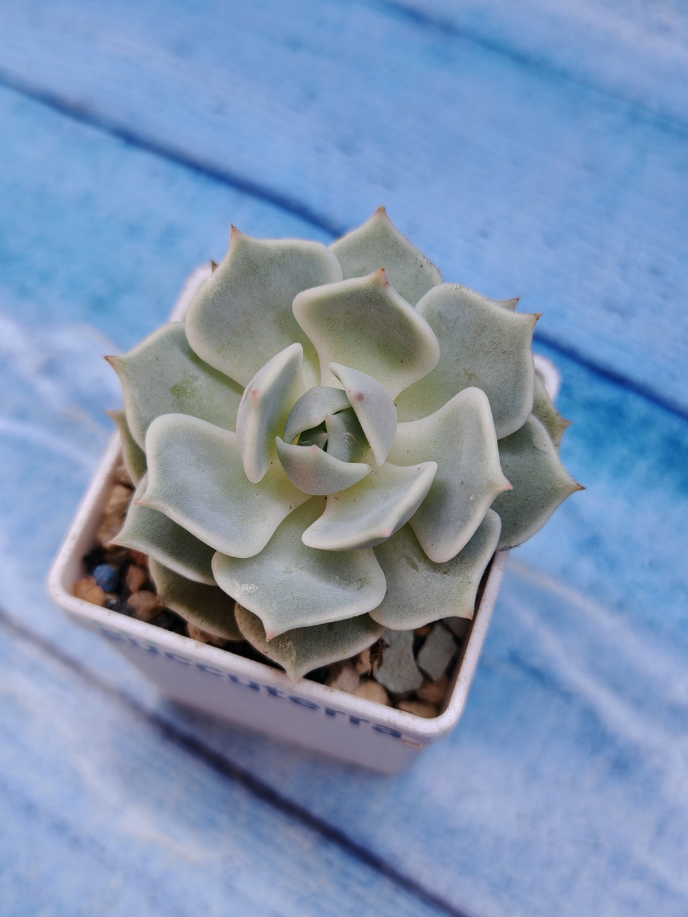 Echeveria Lola (Эхеверия)