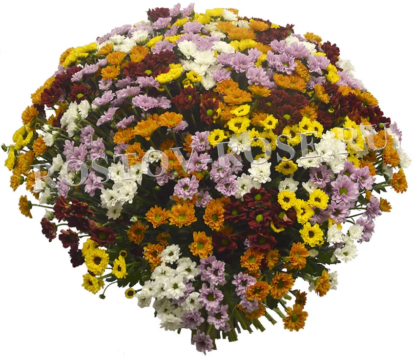 Букет разноцветных хризантем Сантини