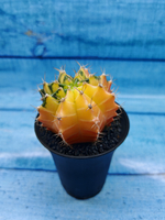 Gymnocalycium Variegata (Гимнокалициум Вариегатный)