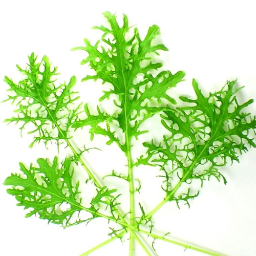 Карашина - Японский Салат Золотые Кружева - からし菜