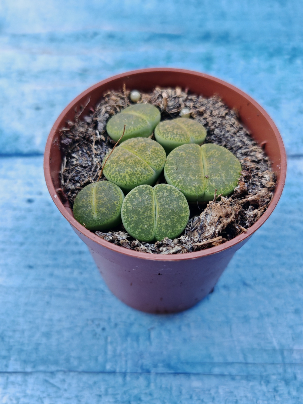 Lithops sp. (Литопсы)
