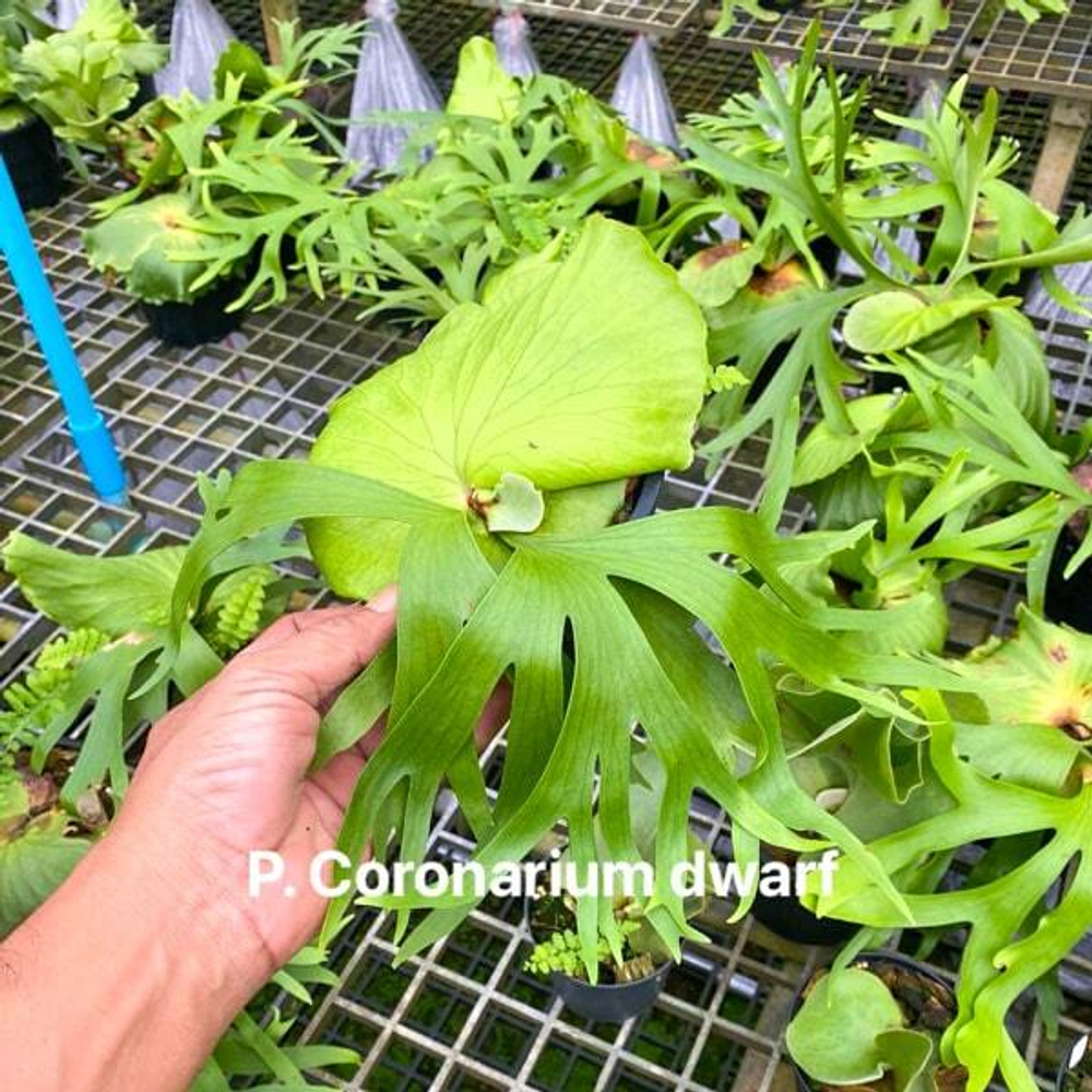 Платицериум P.CORONARIUM DWARF
