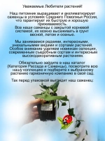 Калистегия Флора Плено сибирская роза