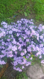 Б4 Бакопа double lavender