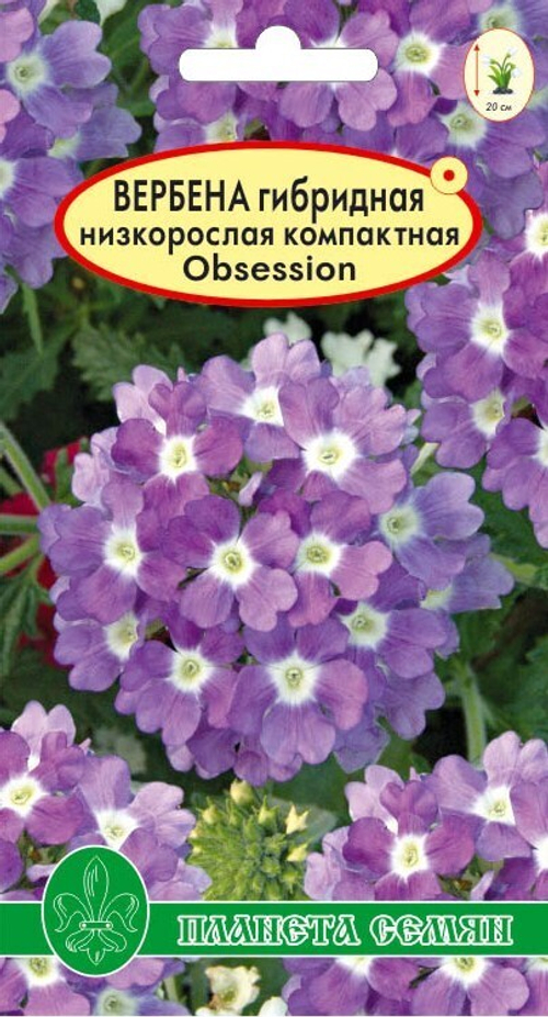 Вербена гибридная низкорослая компактная Obsession лиловая