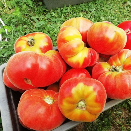 Помидоры Абрикос