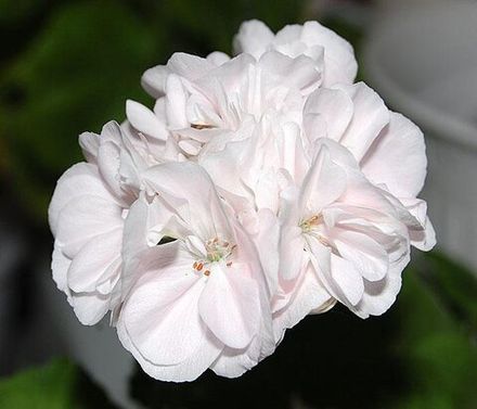 Укорененные черенки в наличии