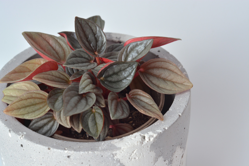 Пеперомия Санторини / Peperomia Santorini