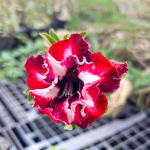 Адениум RED APPLE