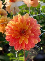 Георгин декоративный Грейслэнд