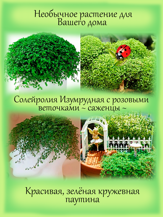 Солейролия Розовые веточки